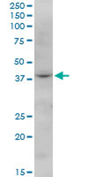 FBXO28 purified MaxPab mouse polyclonal antibody (B01P)