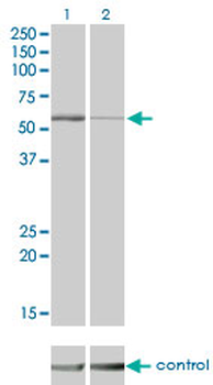 STK38 monoclonal antibody (M04), clone 2F3