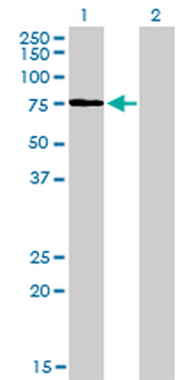 KIF2C monoclonal antibody (M01), clone 1G2