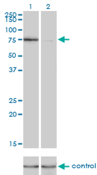 KIF2C monoclonal antibody (M01), clone 1G2