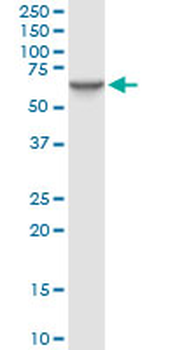 STIP1 monoclonal antibody (M35), clone 2E11