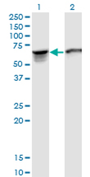 STIP1 monoclonal antibody (M35), clone 2E11