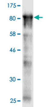 STIP1 monoclonal antibody (M35), clone 2E11