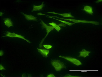 STIP1 monoclonal antibody (M35), clone 2E11