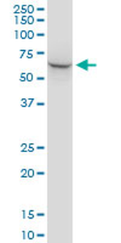 STIP1 monoclonal antibody (M35), clone 2E11