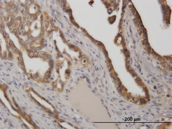 STIP1 monoclonal antibody (M33), clone 2E1