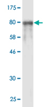 STIP1 monoclonal antibody (M33), clone 2E1