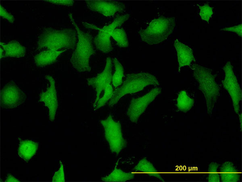 STIP1 monoclonal antibody (M11), clone 1E3