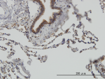 STIP1 monoclonal antibody (M11), clone 1E3