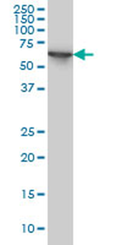 STIP1 monoclonal antibody (M11), clone 1E3