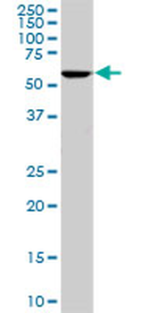 STIP1 monoclonal antibody (M11), clone 1E3