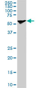 STIP1 monoclonal antibody (M11), clone 1E3