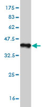 STIP1 monoclonal antibody (M11), clone 1E3