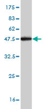 TGOLN2 monoclonal antibody (M02), clone 2F11