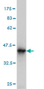 BATF monoclonal antibody (M01), clone 8A12