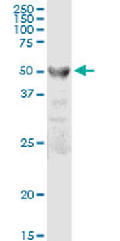 TRIM22 MaxPab rabbit polyclonal antibody (D01)