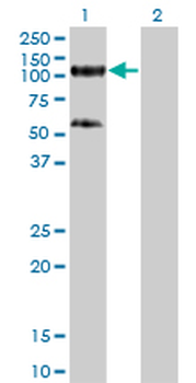 TRIM28 monoclonal antibody (M01), clone 4E6