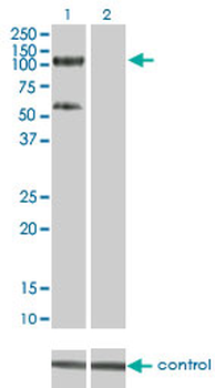 TRIM28 monoclonal antibody (M01), clone 4E6