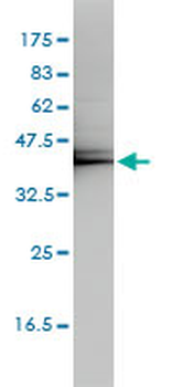 KLF7 monoclonal antibody (M01), clone 3E8-B8