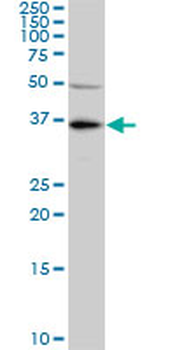 KLF7 monoclonal antibody (M01), clone 3E8-B8