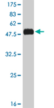 KLF7 monoclonal antibody (M01), clone 3E8-B8