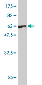 PRKRA monoclonal antibody (M01), clone 1B9-1A7