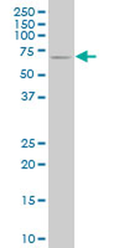 NCOA4 monoclonal antibody (M04), clone 1B7