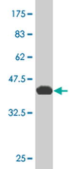 NCOA4 monoclonal antibody (M04), clone 1B7