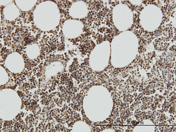 TAF7 monoclonal antibody (M01), clone 2C5