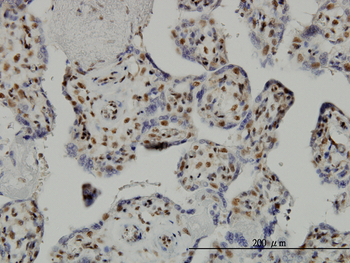 TAF7 monoclonal antibody (M01), clone 2C5