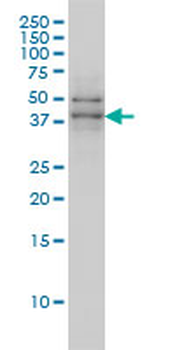 TAF7 monoclonal antibody (M01), clone 2C5