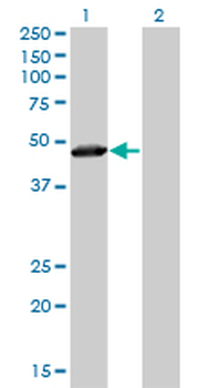 TAF7 monoclonal antibody (M01), clone 2C5