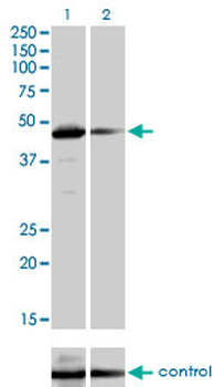 TAF7 monoclonal antibody (M01), clone 2C5