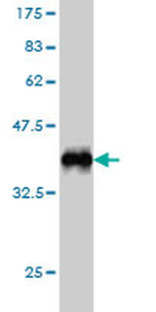 TAF7 monoclonal antibody (M01), clone 2C5