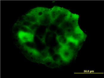 SHC1 monoclonal antibody (M01), clone 3F4