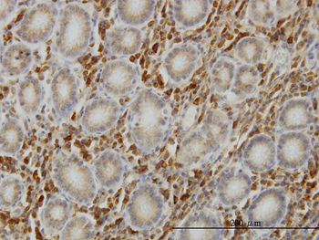 SHC1 monoclonal antibody (M01), clone 3F4