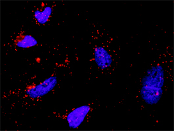 SHC1 monoclonal antibody (M01), clone 3F4