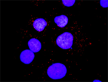 SHC1 monoclonal antibody (M01), clone 3F4