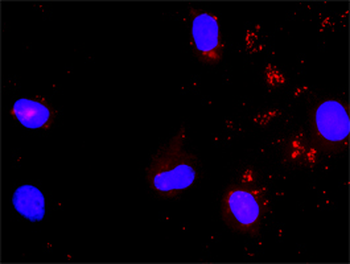 SHC1 monoclonal antibody (M01), clone 3F4