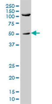 SHC1 monoclonal antibody (M01), clone 3F4