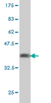 SHC1 monoclonal antibody (M01), clone 3F4