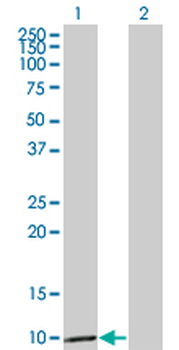 CCL3 monoclonal antibody (M01), clone 4E7