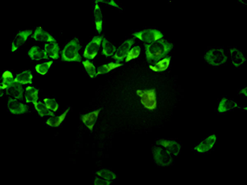 PSMA7 monoclonal antibody (M01), clone 1A10-3G12