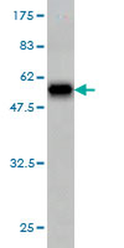 PSMA7 monoclonal antibody (M01), clone 1A10-3G12