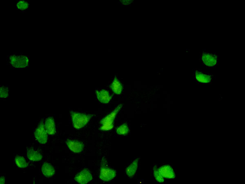 PHB monoclonal antibody (M01), clone 3F4-2B2