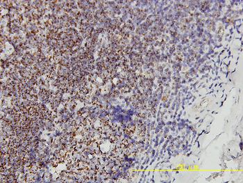 PHB monoclonal antibody (M01), clone 3F4-2B2