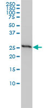 PHB monoclonal antibody (M01), clone 3F4-2B2