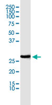 PHB monoclonal antibody (M01), clone 3F4-2B2