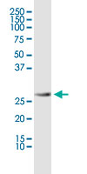 PHB monoclonal antibody (M01), clone 3F4-2B2