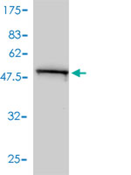 PHB monoclonal antibody (M01), clone 3F4-2B2